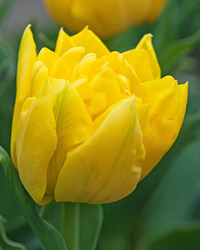 Tulipán plnokvetý skorý Marie Jo 11/12, 100 ks